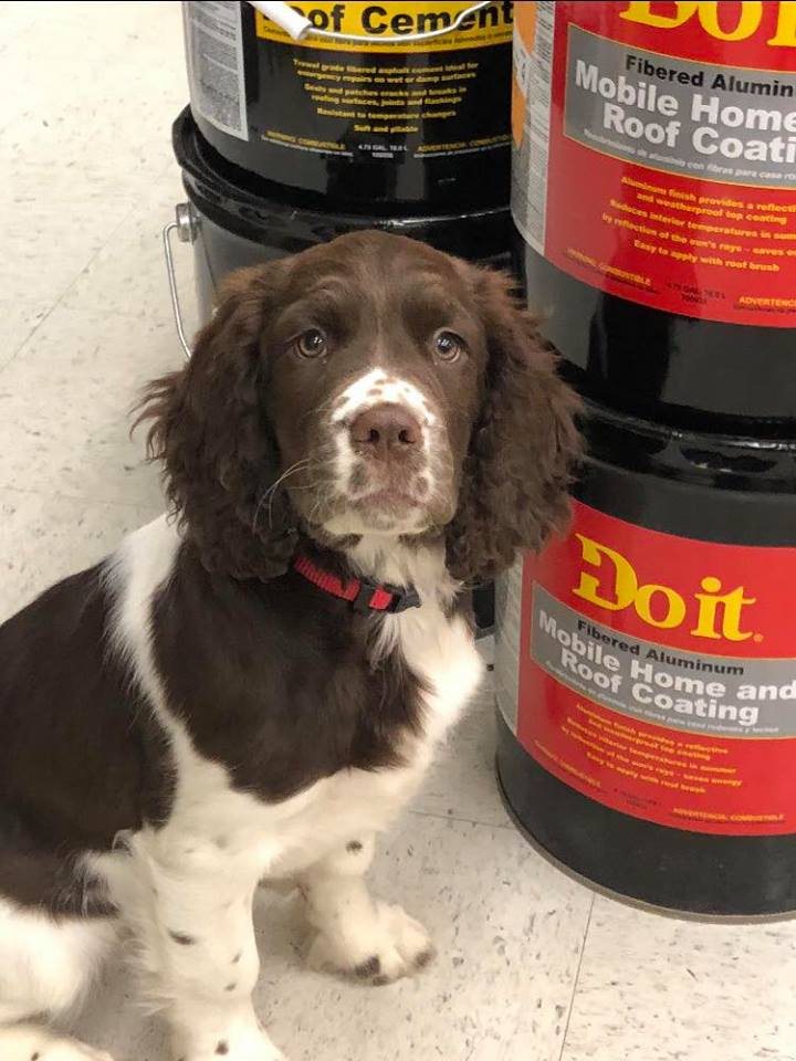 A springer spaniel puppy sitting on the shop floor beside stacked pails of Do It Best roof coating.
